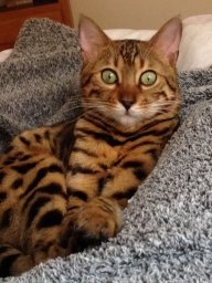 Loki