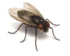 clararscribner