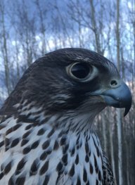 ArcticFalcon