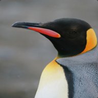 ArchiFlyX