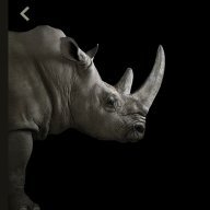 Zenza Rino
