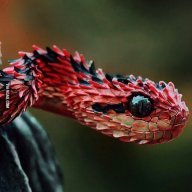 Viper