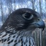 ArcticFalcon