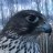 ArcticFalcon