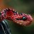 Viper
